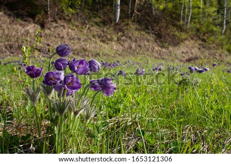 The first purple blue flowers grow after the snow melts. Primroses. Beautiful spring flowers in the forest. Spring flowering meadows. Forest of brightly coloured flowers. Beautiful spring flowers in t