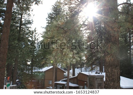 Sunshine through trees in the forest