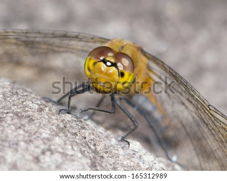 A macro of a very happy dragonfly. 