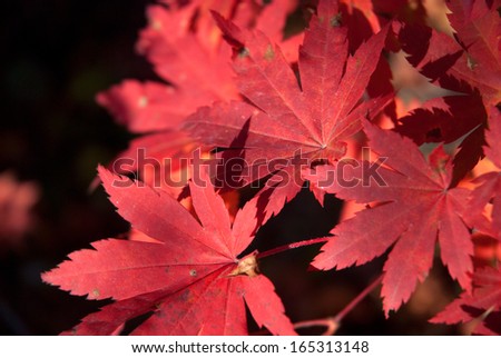 maple leaf, close-up