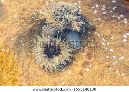 Marine life in a rock pool at Nielsen Park, NSW, Australia on a summer day in December 2019 Royalty-Free Stock Photo #1653148138