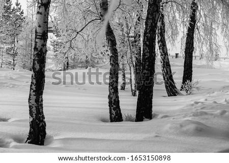 Winter landscape. Trees are standing in the snow. Sunny weather. White birches with black spots. Frost. Conifers and other wood species.

