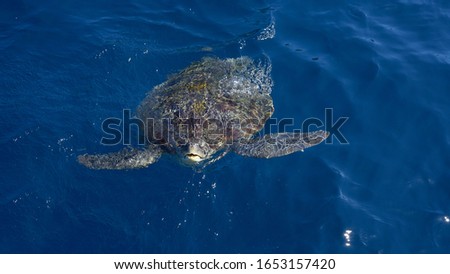 A sea turtle swimming up to the surface