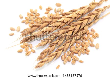 Harvest, spelt grain and spelt ears, isolated Royalty-Free Stock Photo #1653157576