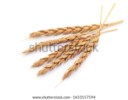 Harvest, spelt grain and spelt ears, isolated Royalty-Free Stock Photo #1653157594