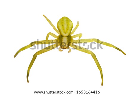 Spider isolated on a white background. Spider isolated on white