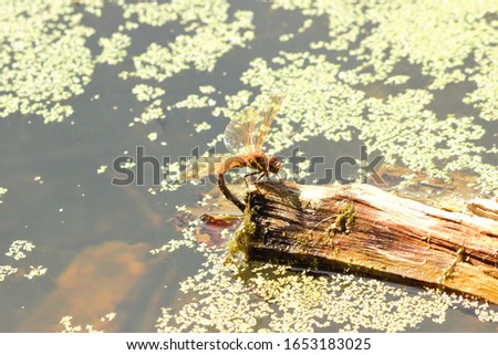 A female Brown Hawker (Aeshna grandis) dragonfly laying her eggs from a piece of driftwood.