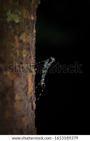 Hunting Tree Mantis Liturgusa Annulipes on a Tree during the Night, Costa Rica