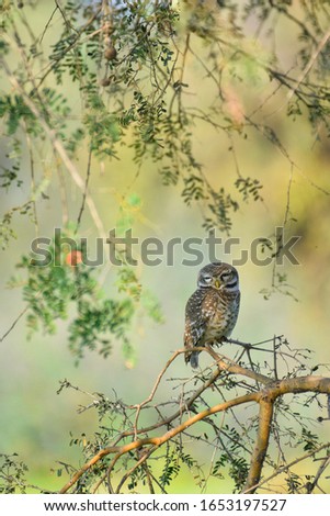 Spotted owlet Nalsarovar bird sanctuary outskirts
