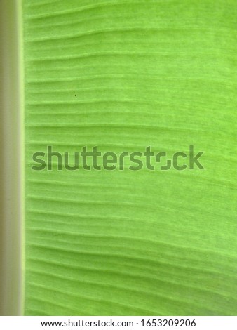 macro image of a bright green leaf through sunlight