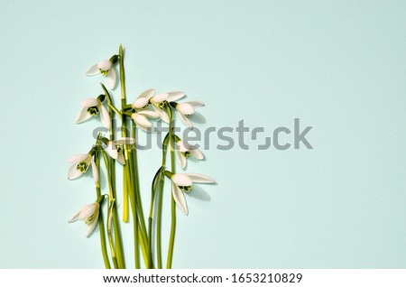 Spring snowdrops pattern. Snowdrops flowers on trendy blue mint background. Fashion photography for your design, tender pastel colors tones, place for text