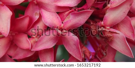 Macro photo of Ixora flower, good for background