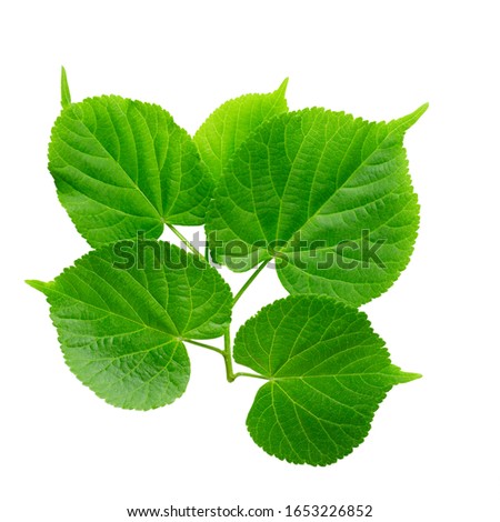 Green linden leaf isolated on white background.  File contains clip path.