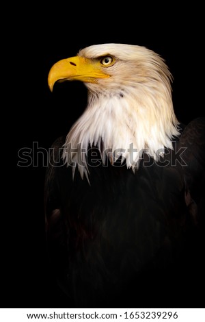 Portrait Bald eagle, Haliaeetus leucocephalus, on the black background.