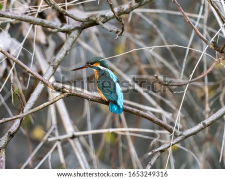 colorful common kingfisher, Alcedo atthis bengalensis, perches in a tree while fishing over a Japanese river in Kanagawa, Japan