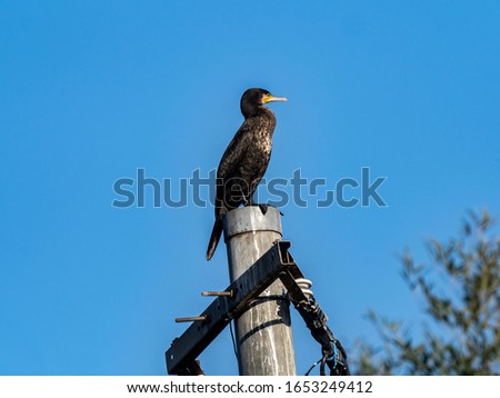 A black Japanese cormorant, Phalacrocorax capillatus, perched on top of a utility pole under a blue sky in Yokohama, Japan.