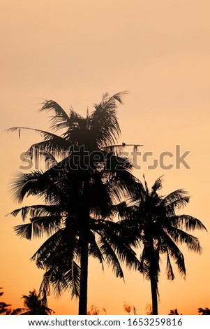 Silhouette picture of coconut trees with sunset. Evening sky time. Warm sunset light. Leaf of coconut and palm trees on orange sky background Coconut tree on the beach. Feeling in summer holiday.