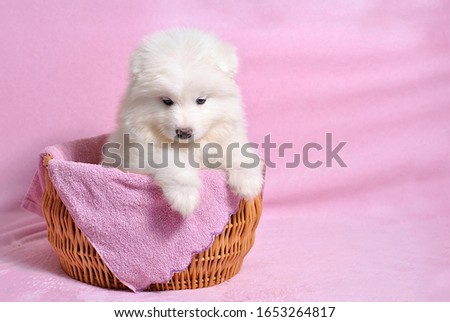 Little cute samoyed white dog puppy in the wicker basket on the light pink background. Animal babies picture card. Lovely adorable fluffy pets. Lush fur
