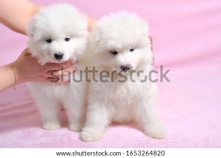 Two little cute samoyed white dog puppies on the light pink background. Animal babies picture card. Lovely adorable fluffy pets. Lush fur