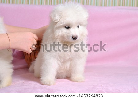 Little cute samoyed white dog puppy on the light pink background. Animal babies picture card. Lovely adorable fluffy pets. Lush fur