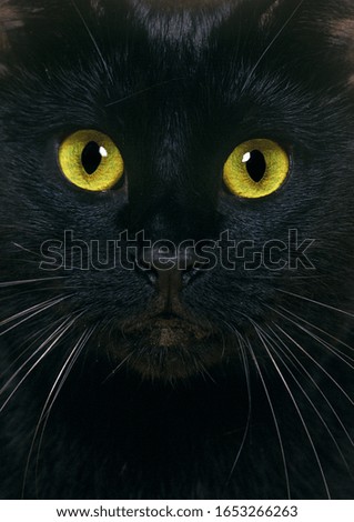 Black Domestic Cat, Close Up of Portrait  