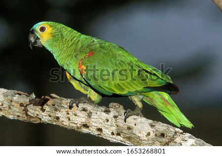 Blue-Fronted Amazon Parrot or Turquoise-Fronted Amazon Parrot, amazona aestiva, Adult standing on Branch, Pantanal in Brazil  