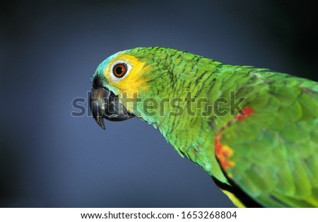Blue-Fronted Amazon Parrot or Turquoise-Fronted Amazon Parrot, amazona aestiva, Adult, Pantanal in Brazil  