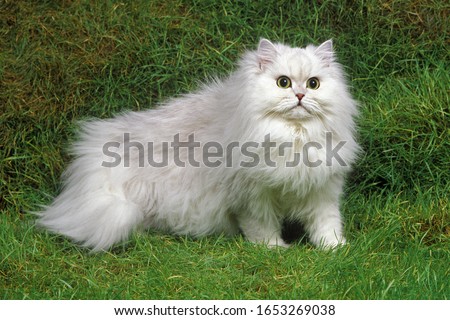 Chinchilla Persian Domestic Cat standing on Grass   Royalty-Free Stock Photo #1653269038
