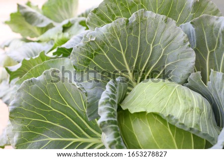Soft focus of Big cabbage in the garden