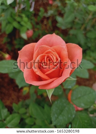 Sonic color Rose Flowers with green leaf background in the Garden