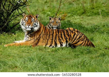 Sumatran Tiger, panthera tigris sumatrae, Mother with Cub   Royalty-Free Stock Photo #1653280528