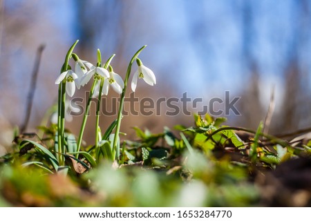 First snowdrops of the year in sunlight Royalty-Free Stock Photo #1653284770