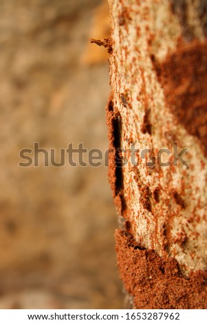 Termites with wood  and soil texture