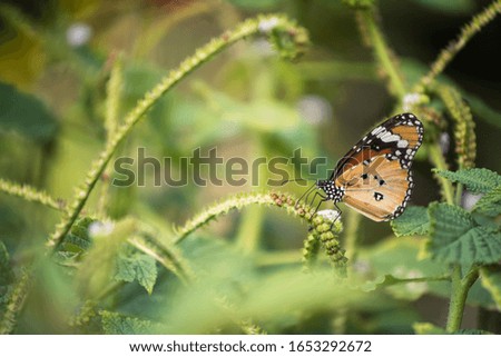 orange monarch butterfly stand and eat plant seed and leaf in spring with blurred bokeh floral greenery background. Wildlife animal at garden with copy space for text.