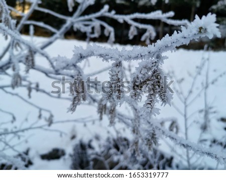 
Winter picture, tree branch with hoarfrost