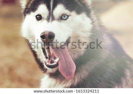 daylight. Husky dog. With multi-colored eyes. There is a flare.
