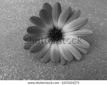 
single african daisy on glitter background.
Picture in black and white