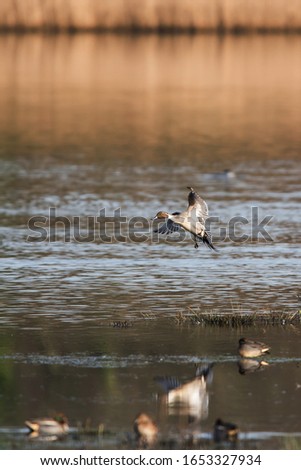 Male of Northern Pintail in flight. His Latin name is Anas acuta.