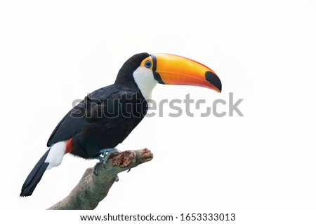 Beautiful toucan isolated on a white background.