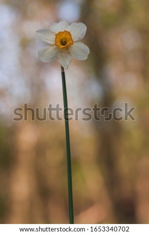 Blooming narcissus flower, which is wearing defects.