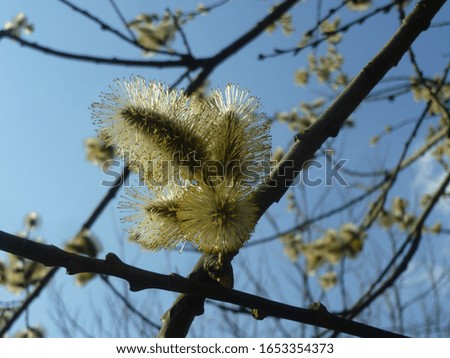 Spring. A Bud on a tree branch against a blue sky