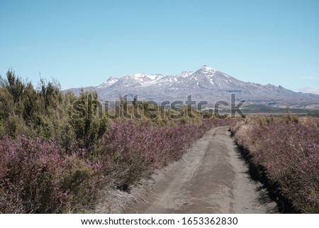 a dirt road to the mountains through pink heather 