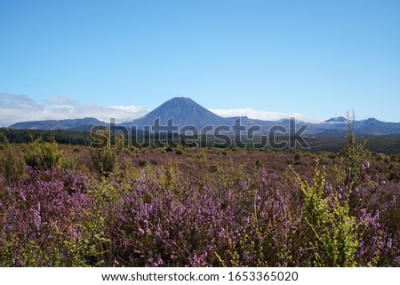 pink and green heather in front of blue mountains