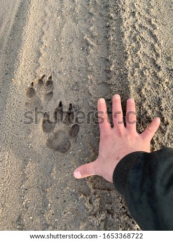 The size of the  wolf paws