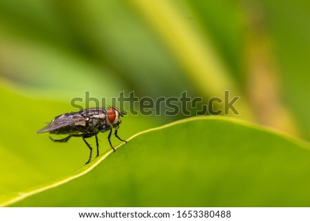 flies on green leaf at the park