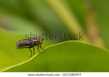 flies on green leaf at the park