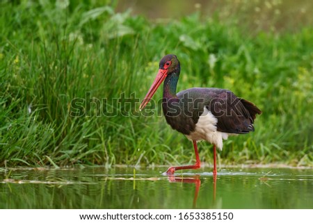Black Stork - Ciconia nigra, beautiful iconic water bird from European fresh waters, Hortobagy, Hungary. Royalty-Free Stock Photo #1653385150