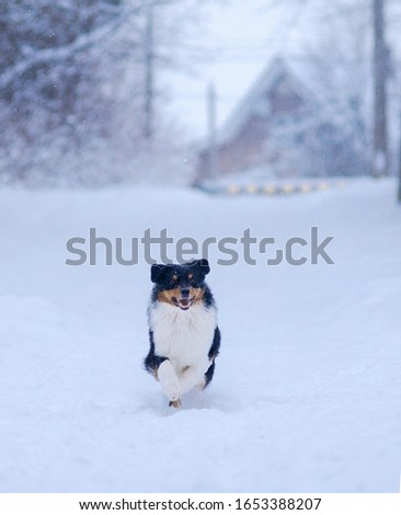 Winter forest, Blizzard, snowfall, high snowdrifts and a dog, a breed of Australian shepherd, Aussie, runs along a snow path to meet