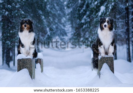 Winter forest, Blizzard, snowfall, high snowdrifts and dogs, breeds of Australian shepherd, Aussie, as guards sit on the bridge