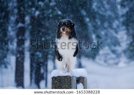 Winter forest, Blizzard, snowfall, high snowdrifts and a dog, Australian shepherd breed, Aussie, sits beautifully on a rock